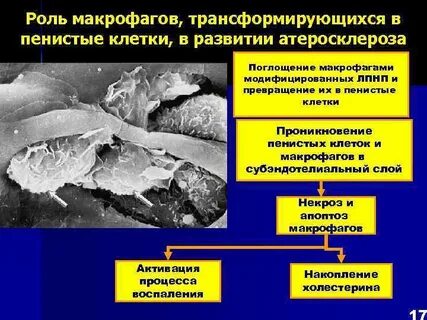 Пенистые почему и