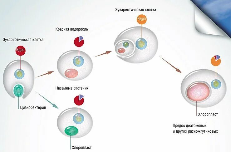 Эволюция эукариотических организмов. Эндосимбиоз. Третичный эндосимбиоз. Первичный вторичный третичный эндосимбиоз хлоропластов. Первичный эндосимбиоз.