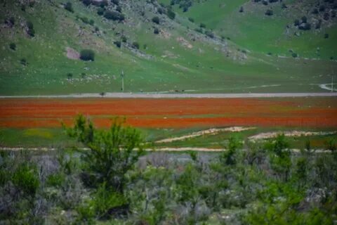 Куль тамга