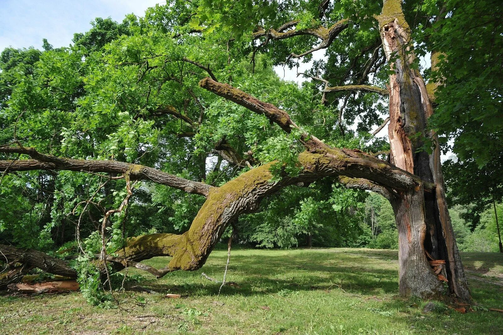 Сломанный дуб. Рубит дерево. Спиленное дерево. Дерева разбил. Дерева разбил.