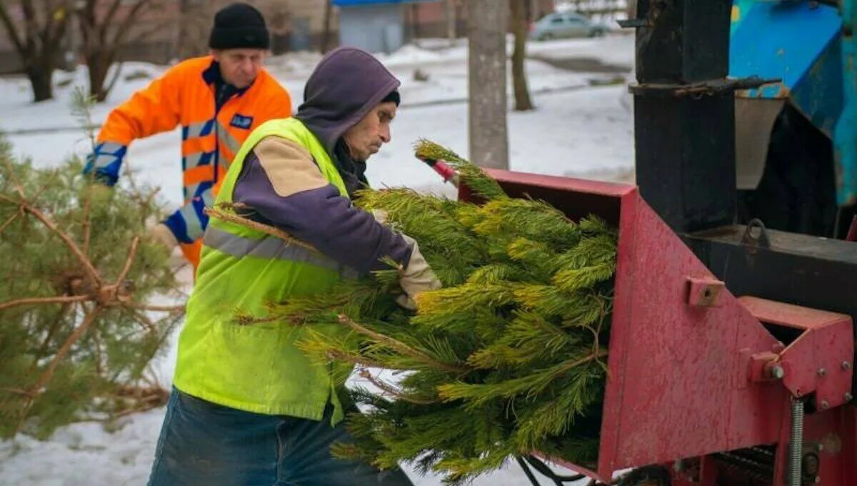 Куда отнести елку после нового года. Переработка елок. утилизация елок. переработка новогодних елок. выброшенные новогодние ели.