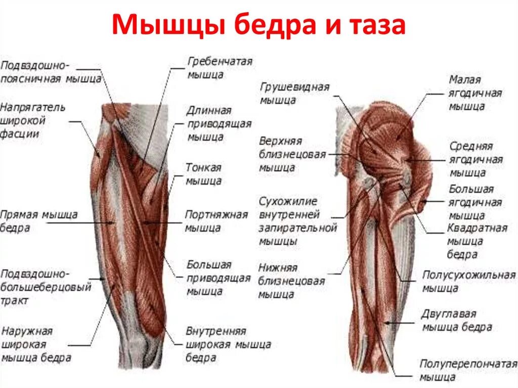 Области нижней конечности. Мышцы нижней конечности анатомия строение. Мышцы тазового пояса анатомия. Тазобедренный сустав анатомия строение с мышцами. Анатомия человека мышцы мышцы нижней конечности.