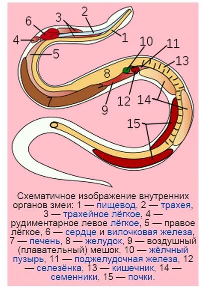 Легкие у змей