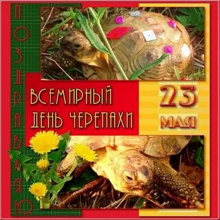 День черепах