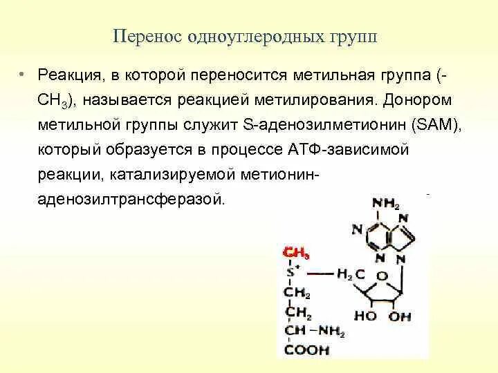 Участие s аденозилметионина в реакциях трансметилирования. Реакции переноса одноуглеродных групп. Реакция переноса метильных групп биохимия. Метильная и метиленовая группа. Реакции перенесения метильных групп.