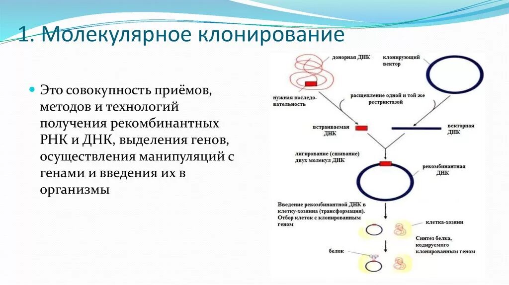 Клонирование плазмиды. Общая схема молекулярного клонирования. Технология рекомбинантных ДНК схема. Схема получения рекомбинантных ДНК in vitro. Клонирование бактерий схема.