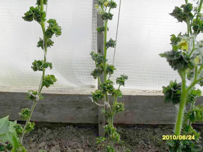 томат далат f1 (с опушением). колоновидный томат палка. помидоры палка колоновидные. томаты сорт палка фото. томат сорт «колоновидный».