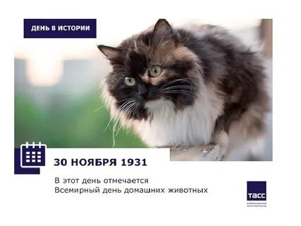 День домашней кошки