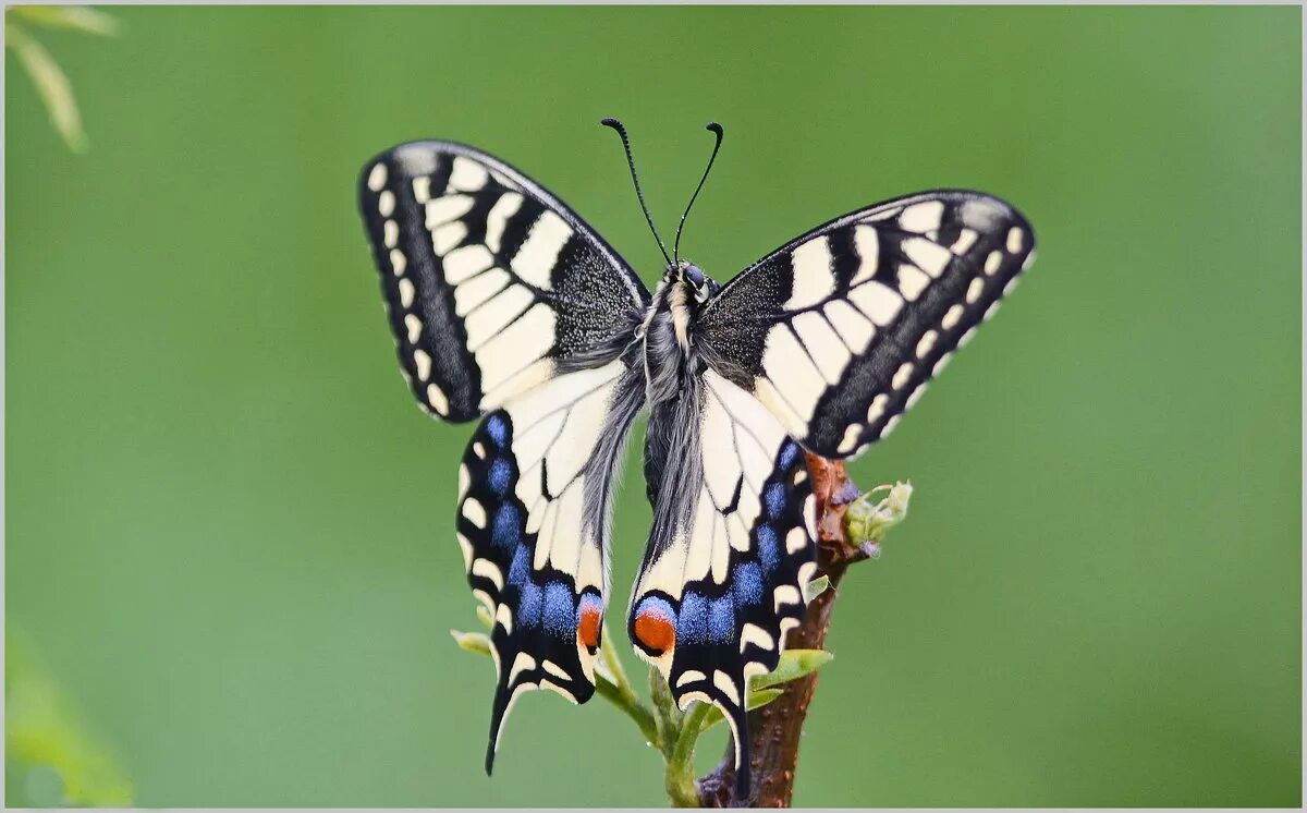 Дневная бабочка сканворд. Махаон (бабочка). Махаон бабочка Махаон. Бабочка Махаон самка. Бабочка Махаон красная.