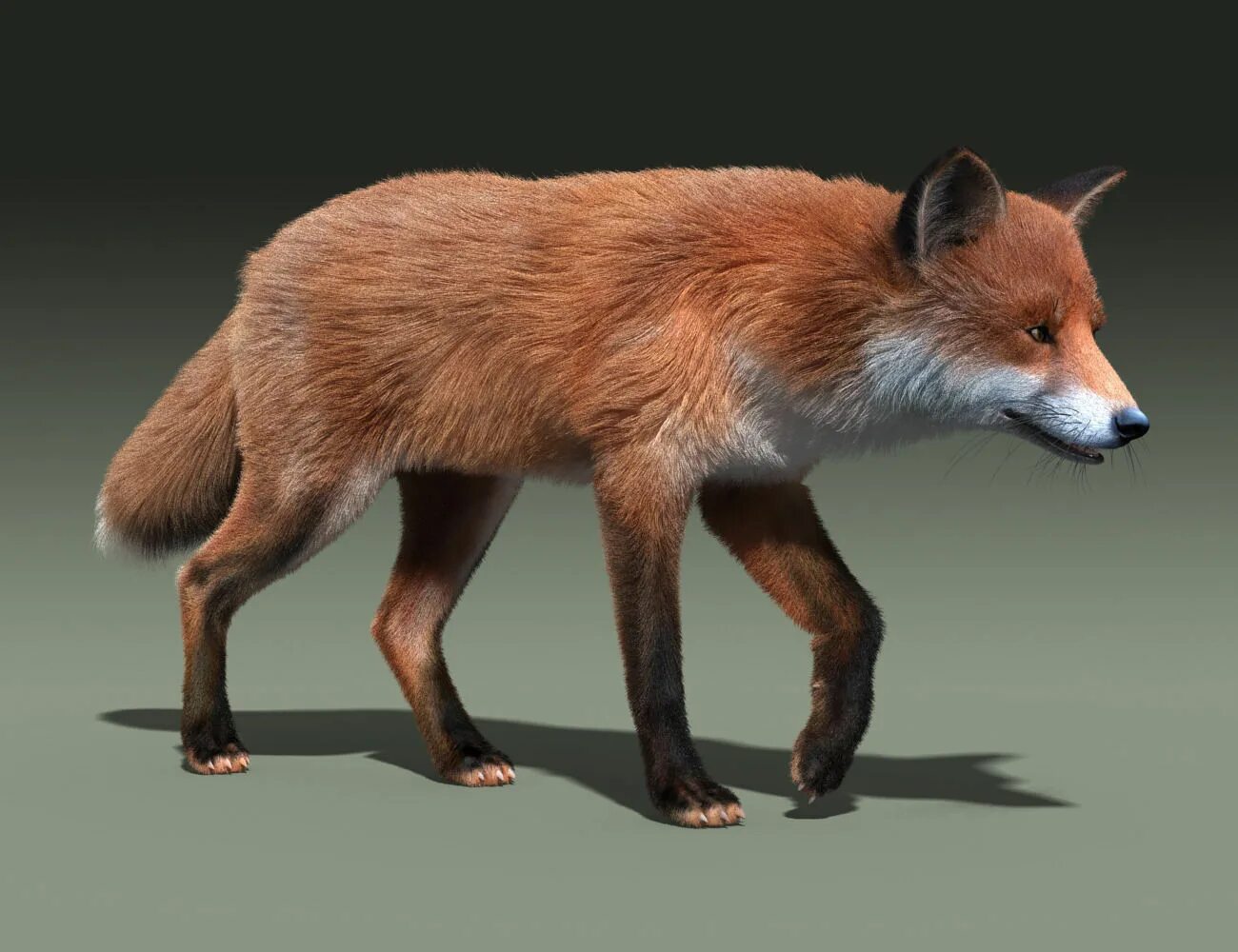 Лисица модель. Лиса 3d. Лиса 3d модель. Моделька лисы. Red fox 3