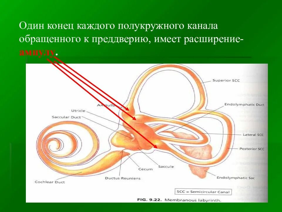 Вестибулярный аппарат связан с. Строение полукружных каналов вестибулярного аппарата. Полукружные каналы строение и функции. Строение ампулы полукружного канала. Вестибулярный анализатор строение.