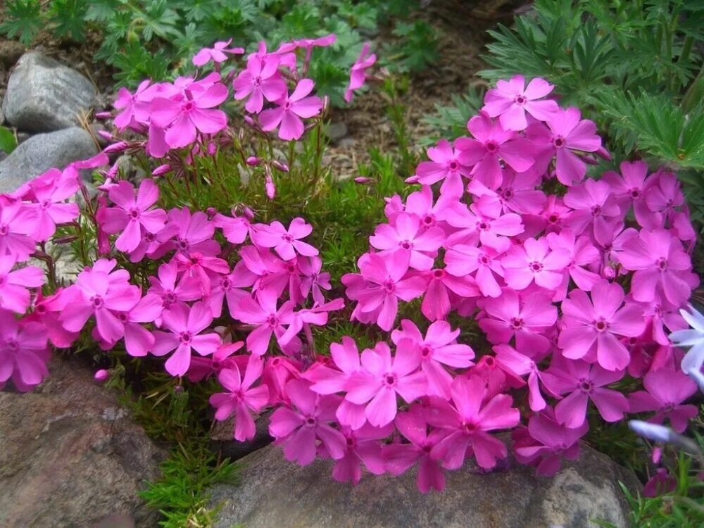 почвопокровник флокс шиловидный. флокс почвопокровный. почвопокровные лилии. флокс шиловидный сиреневый. флокс шиловидный subulata.