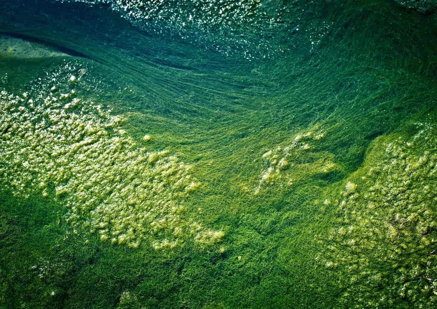 Нейстонные водоросли. Синезеленые водоросли фитопланктон. Цветение воды цианобактерии. Синезелёные водоросли цианобактерии.