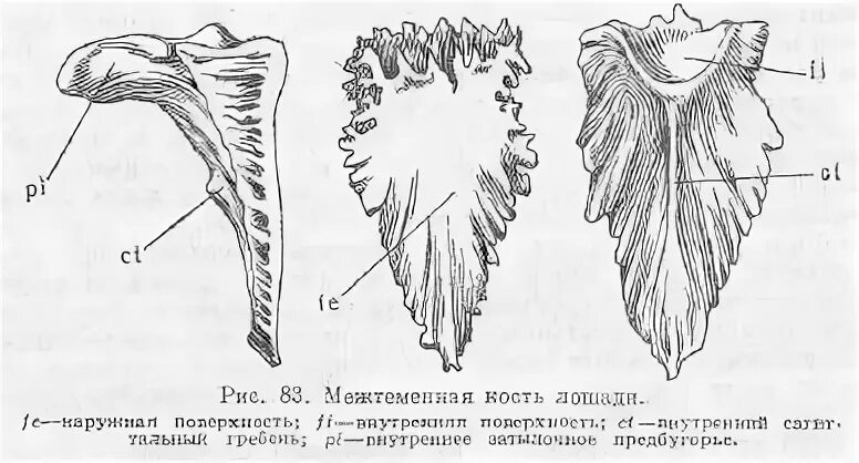 Теменная кость анатомия животных. Теменная кость лошади. Теменная кость коровы. Сагиттальный гребень черепа. Гребни на костях животных изменчивы