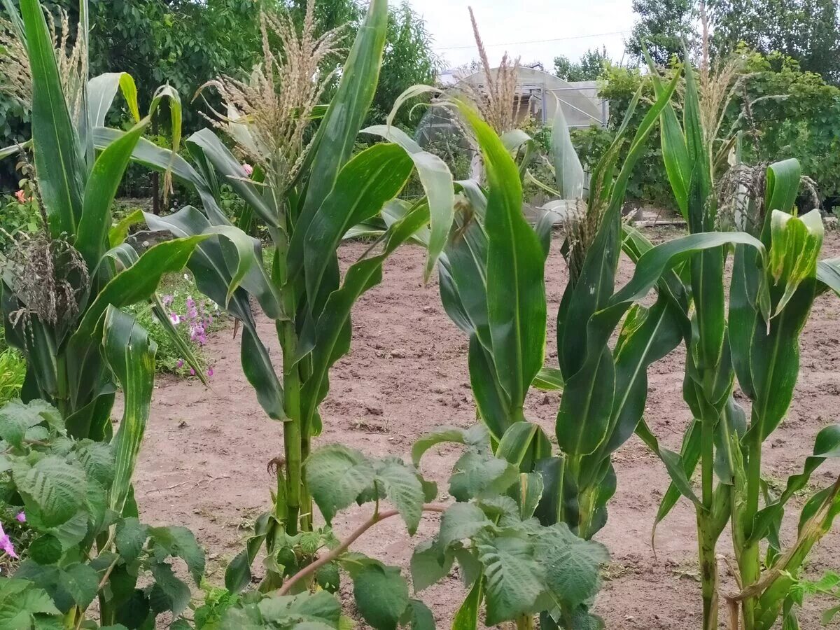 Как посадить кукурузу в огороде в открытый. Кукуруза на грядке. Кукуруза Донская высокорослая. Кукурузная ботва. Кукуруза сорокодневка.