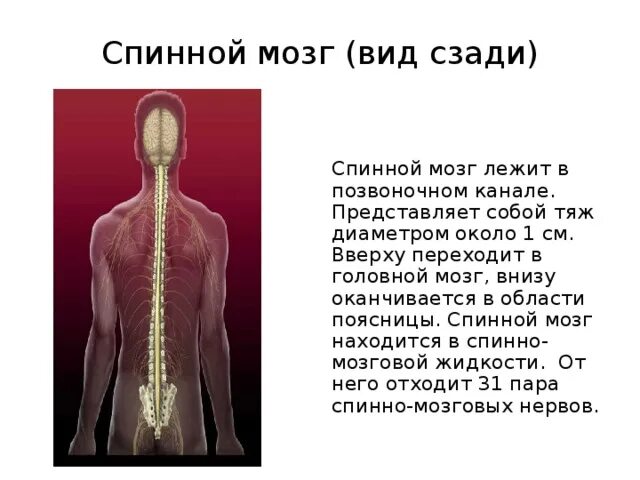 Позвоночный столб и спинной мозг. Спинной мозг в позвонке расположение. Спинной мозг длинный тяж. Нервная система схема спинного мозга. Спинной мозг вид сзади.