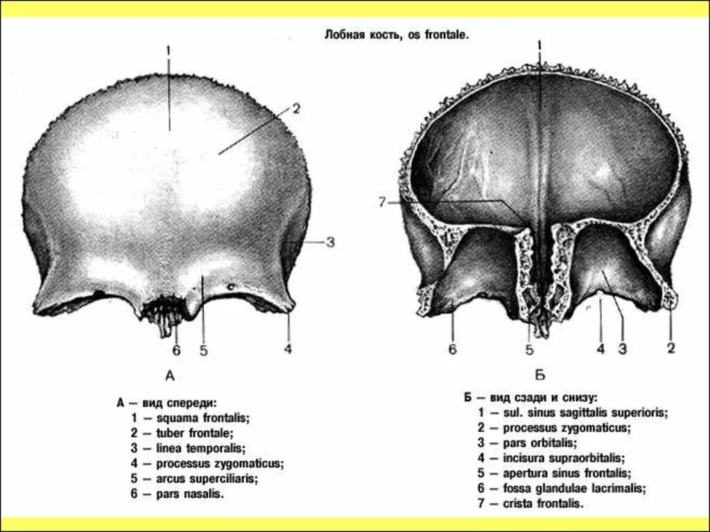 Анатомия лобной кости черепа. Лобная кость черепа строение. Строение лобной кости анатомия. Лобная кость анатомия строение на черепе.