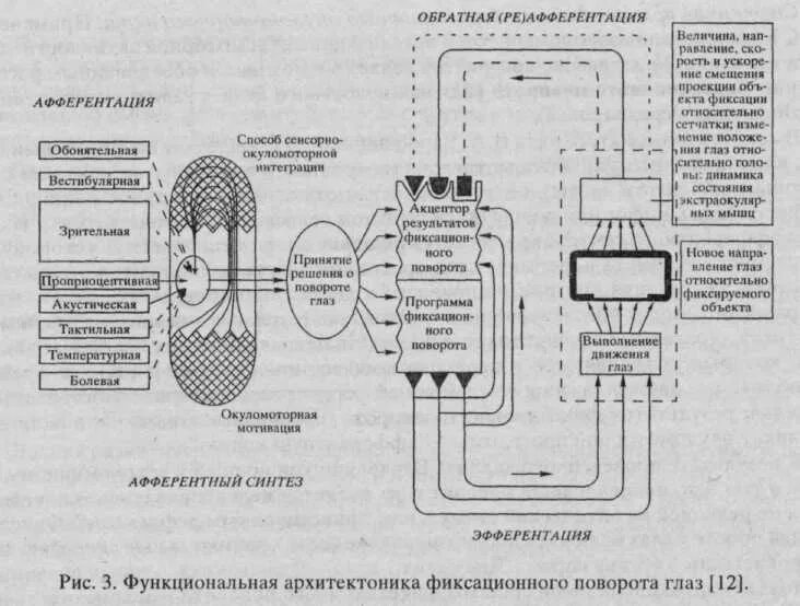 Функциональная система реферат. Функциональная система анохина. архитектоника функциональной системы анохина. функциональные системы по п.к. анохину. архитектоника систем.. схема общей архитектоники функциональной системы по анохину.