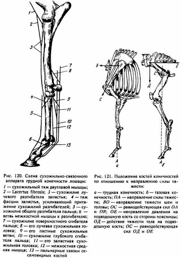 Скелет конечностей собаки. Строение грудной конечности КРС. Кости задней конечности КРС. Строение скелета передней конечности коровы. Анатомия задних конечностей коровы.