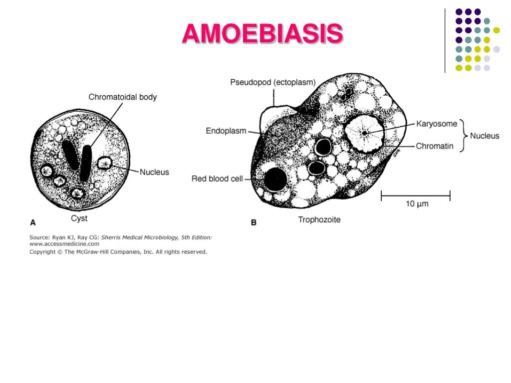 Entamoeba histolytica. Вегетативная форма дизентерийной амебы. Entamoeba histolytica циста. Дизентерийная амеба (Entamoeba histolytica). Жизненные формы амебы