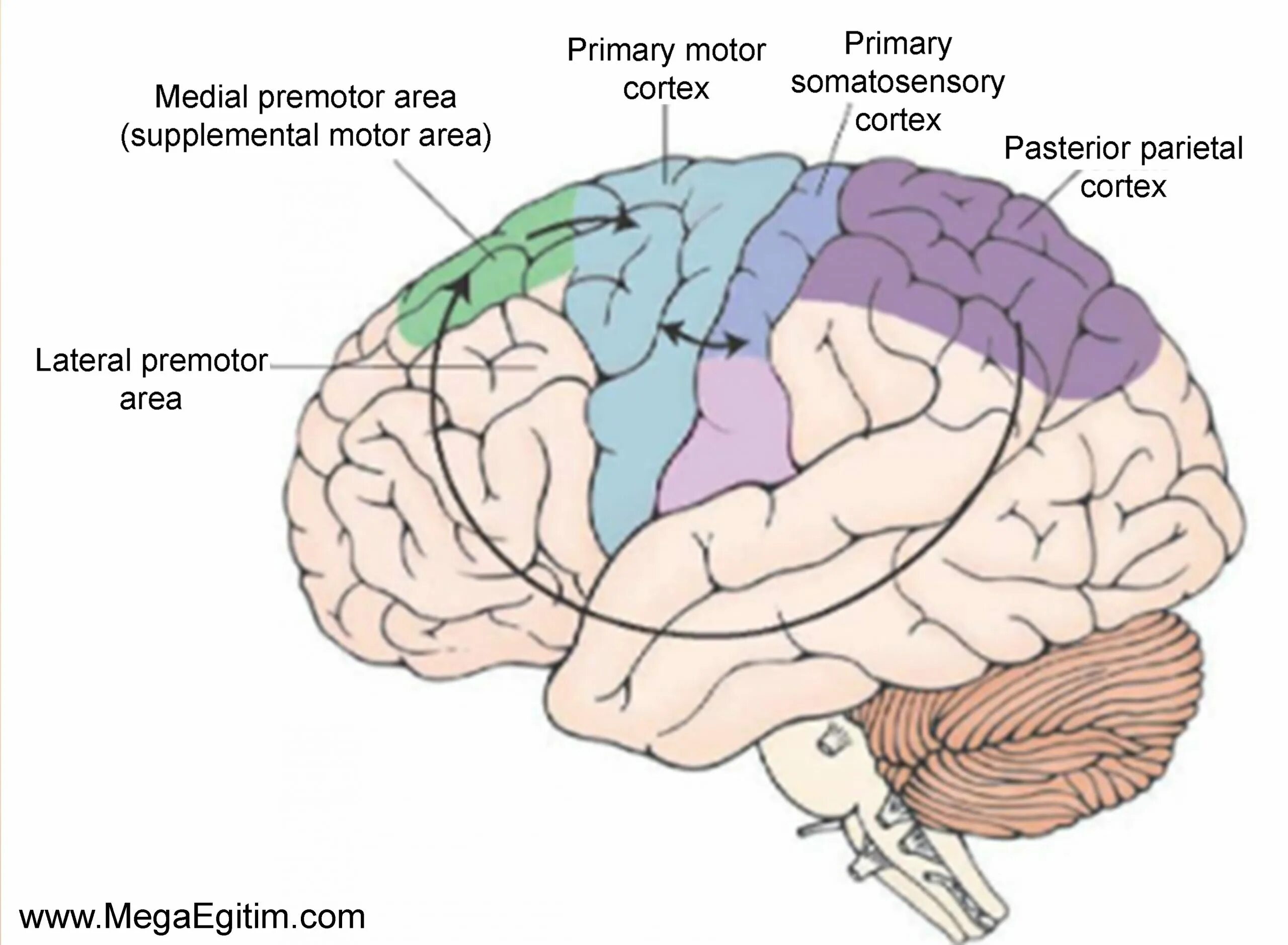 Ирритация коры головного мозга. Motor Cortex. Premotor Cortex. Ventral premotor Cortex. Проекционные зоны коры головного мозга.