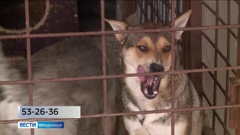 Приют для кошек во владимире