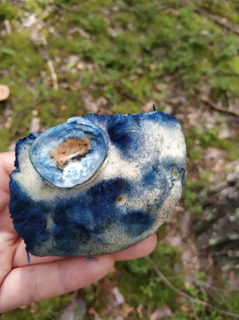 Синеющий гриб. Гиропорус синеющий (gyroporus cyanescens). гиропор синеющий, синяк. гриб гиропорус синеющий. боровик синеющий.