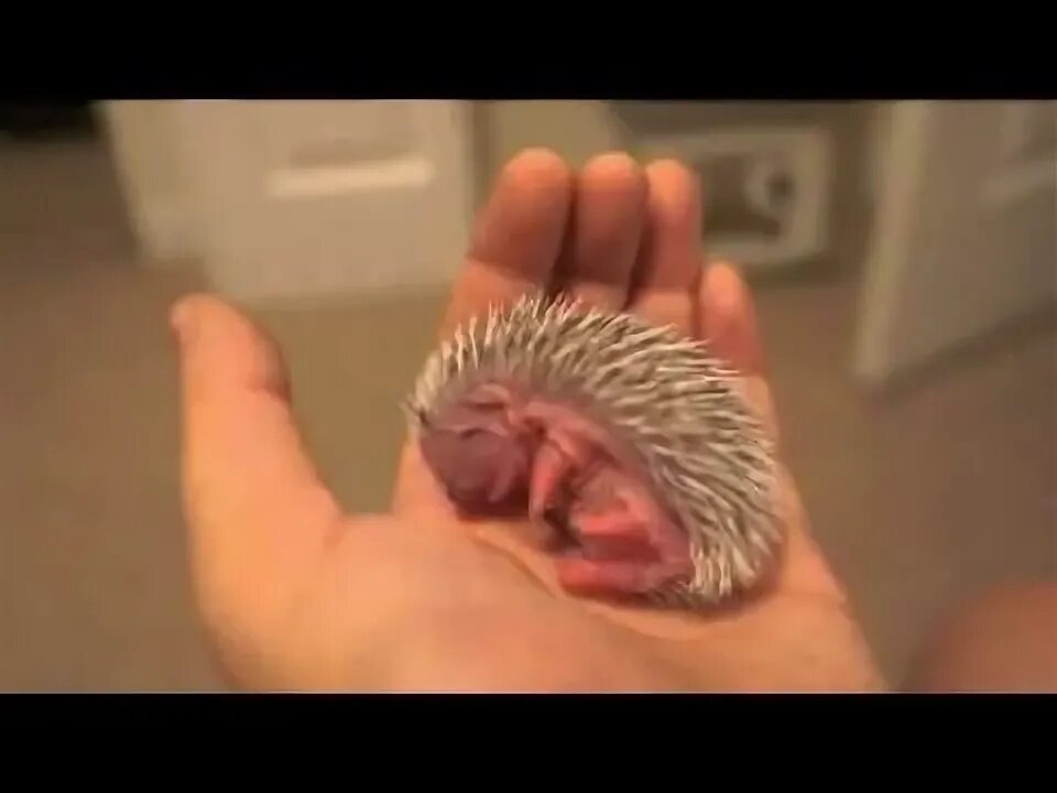 Включи маленький ежик