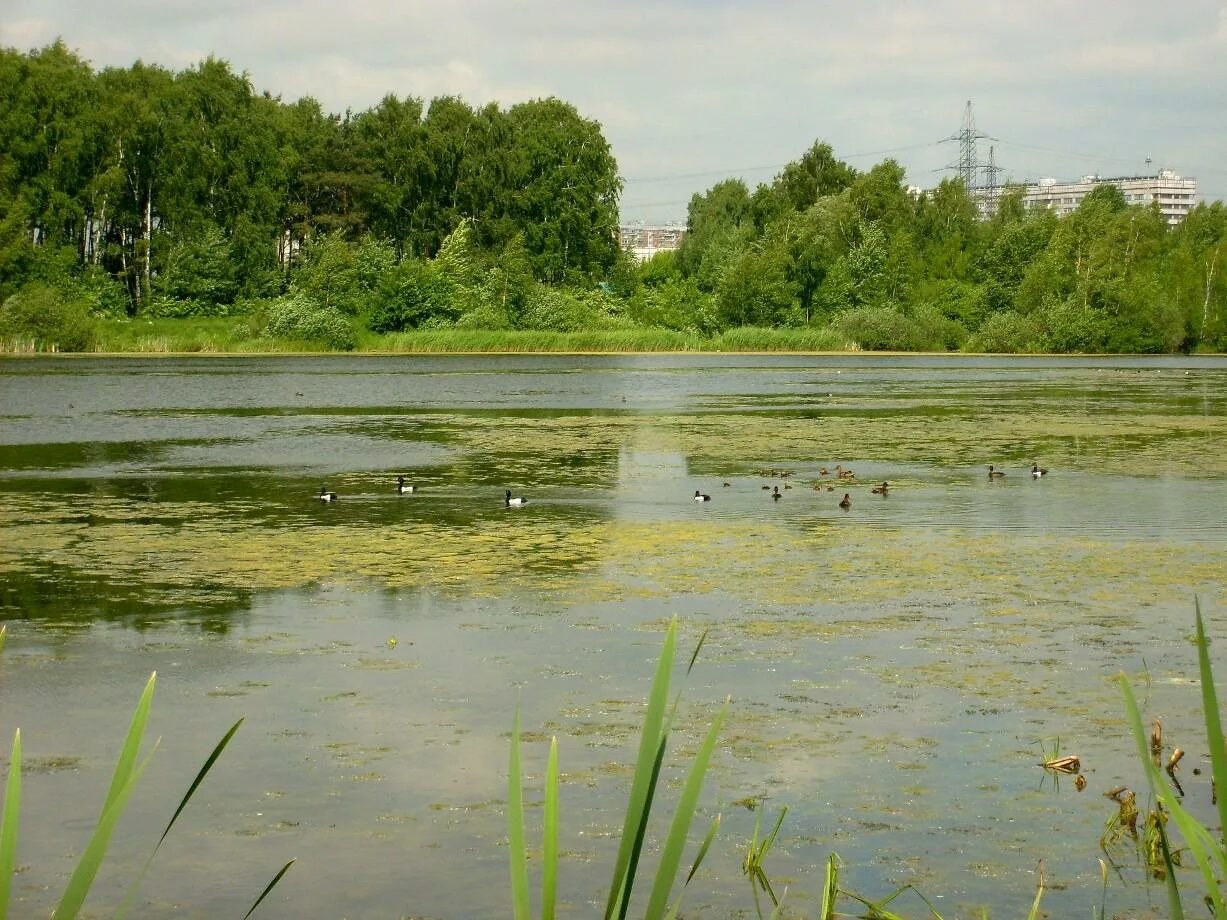 Черное озеро Косино. Чёрное озеро Москва Косино. Косино-Ухтомский черное озеро. Святое озеро Косино Ухтомский.