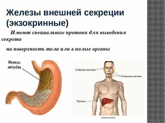 железы железы внешней секреции. классификация желез гистология. к экзокринным железам относятся железы. железы внешней секреции экзокринные. железы внутренней секреции и внешней секреции и смешанной секреции.
