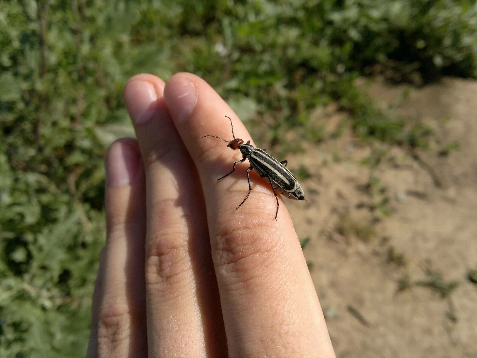 водяной клоп белостома. жук белостома. водяной клоп гладыш. какие опасные жуки. самый опасный жук в мире.