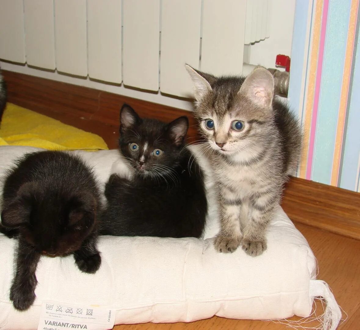 Со скольки отдают котят. Раздают котят. когда отдавать котят от кошки. когда можно отдавать котят. в каком возрасте отдают котят.