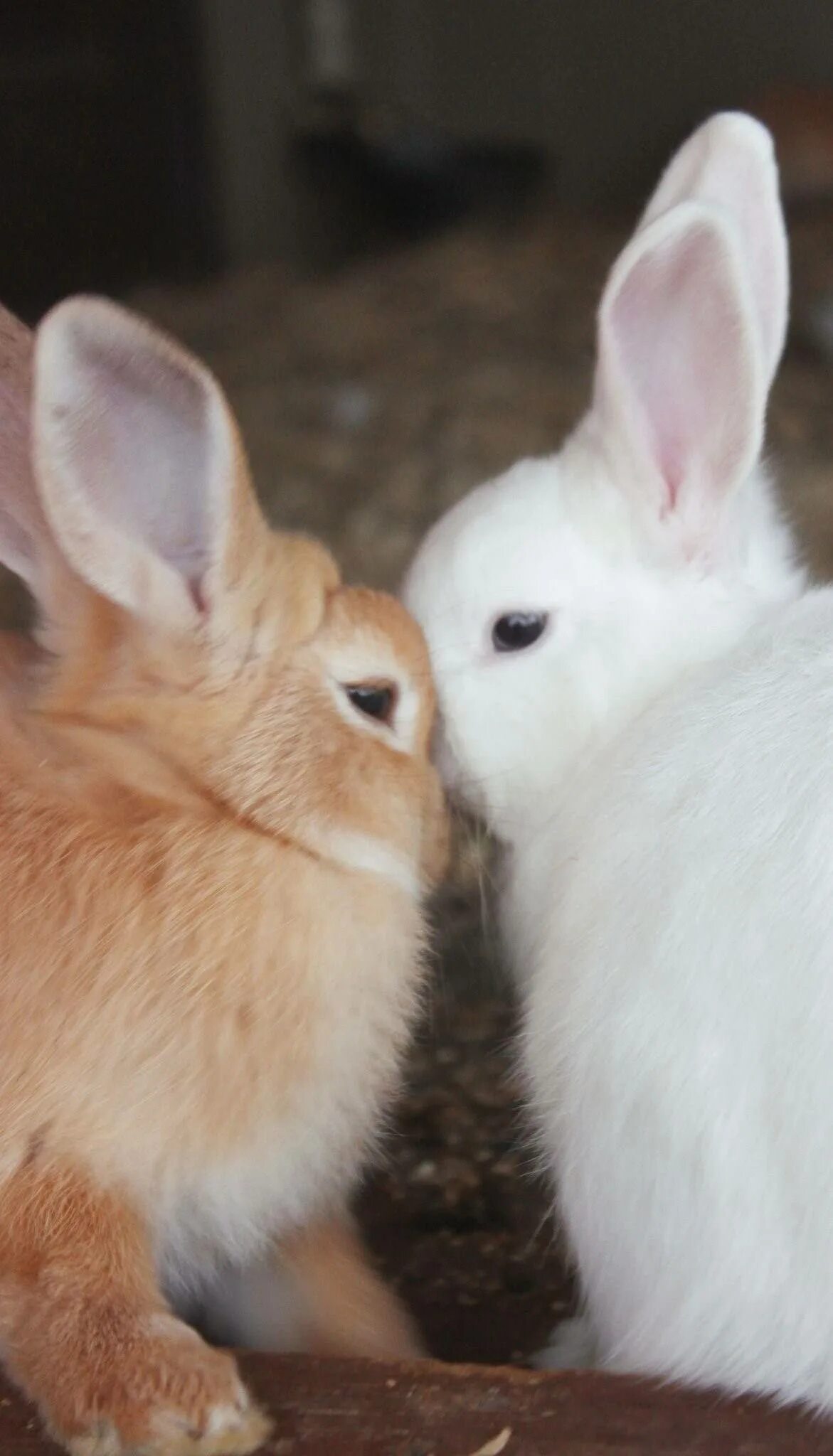 Bunny 2. Bunny 2. Bunny 2. Два зайца. Кролик с венком.