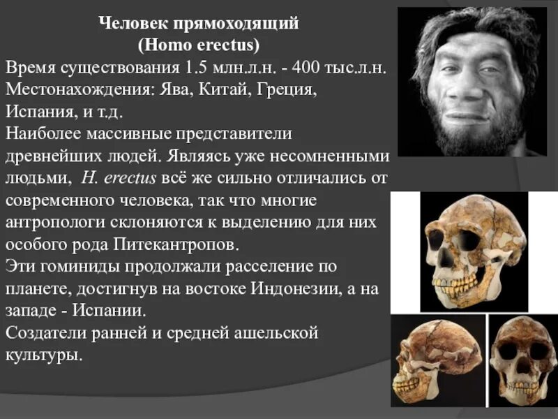 Архантропы (homo Erectus). Человек прямоходящий хронологический Возраст. Человек прямоходящий исторический Возраст таблица. Хомо Эректус характеристика. Вид человек прямоходящий