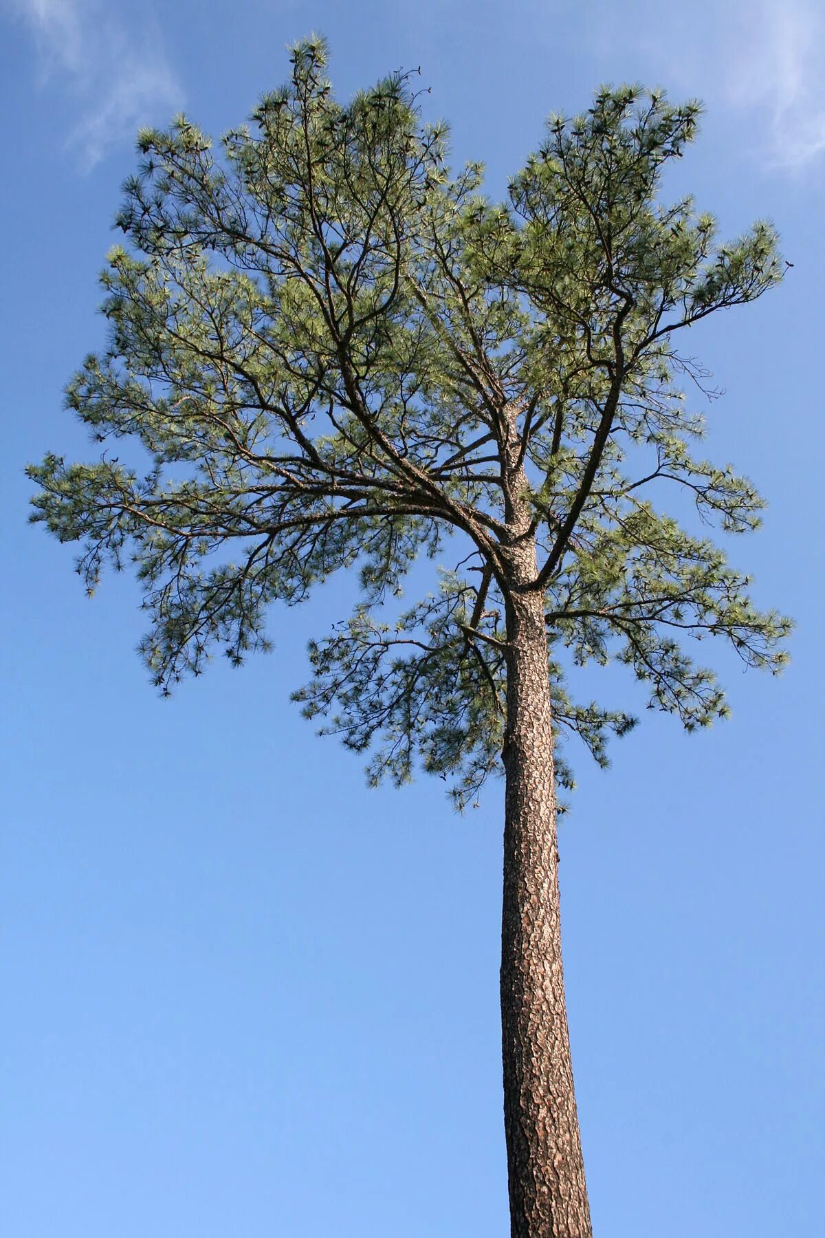 Витая сосна. Витая сосна. Pinus contorta. Сосна алеппская. Pinus contorta.