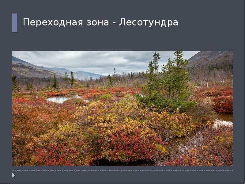 Проект на тему лесотундра 7 класс Заповедник ПУТОРАНСКИЙ YouTube