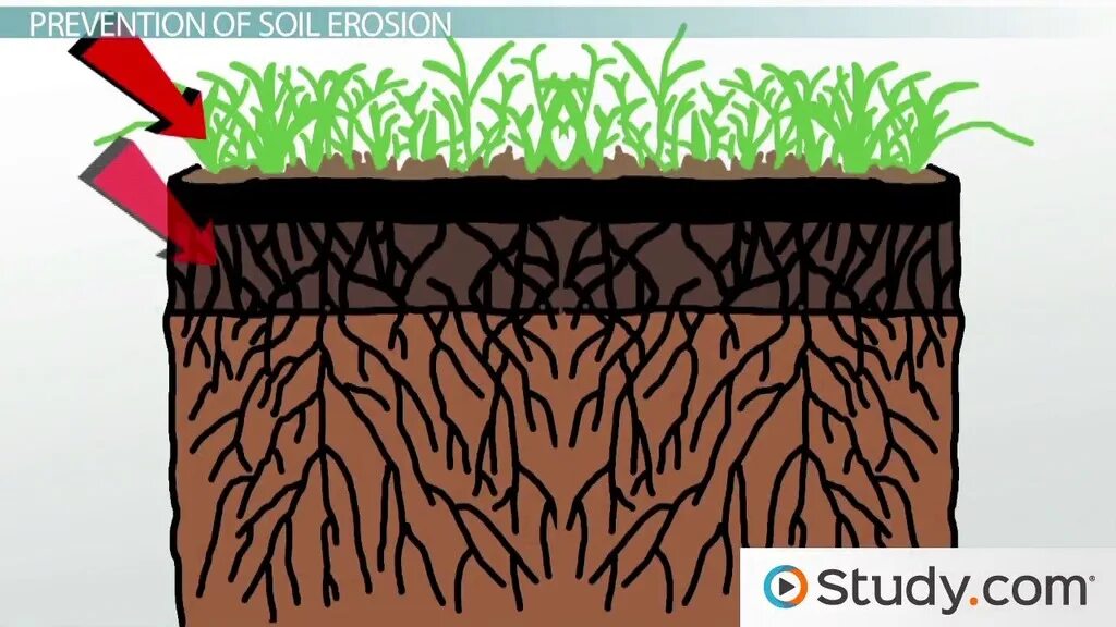 Vegetation and soils