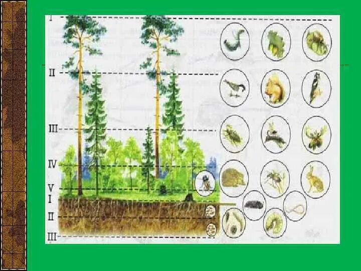 Обитатели ярусов. Ярусы лесного биоценоза. Ярусность в биоценозе лиственного леса. Ярусность лесного биоценоза. Наземная ярусность биоценоза.