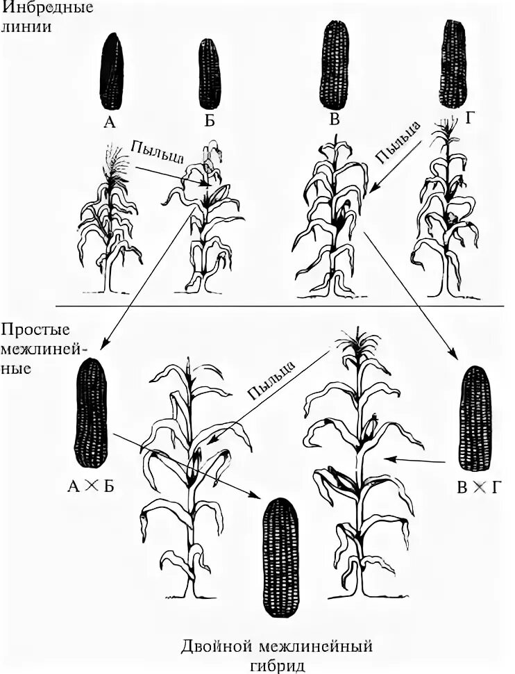 Межлинейная гибридизация растений. Селекция растений гибридизация инбридинг. Инбридинг в селекции растений. Простые межлинейные гибриды кукурузы.