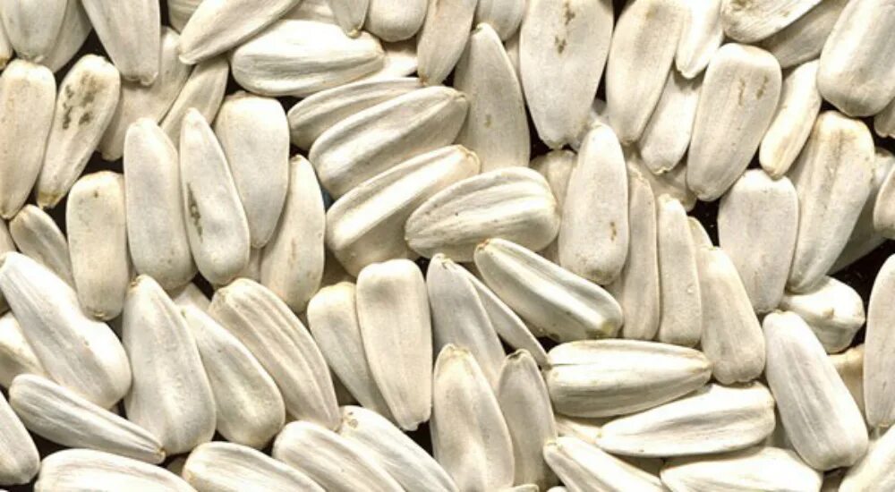2,066 Sunflower Husk Stock Photos Free & Royalty-Free Stock Photos from Dreams