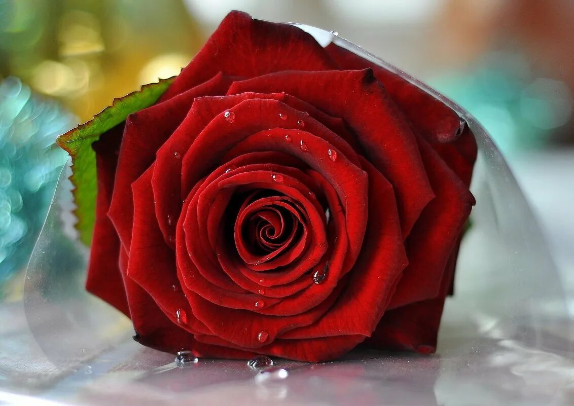 Красивые розы. Красные розы. Розы картинки красивые.
