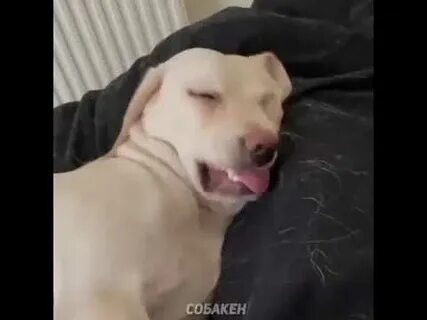 Ржу 6