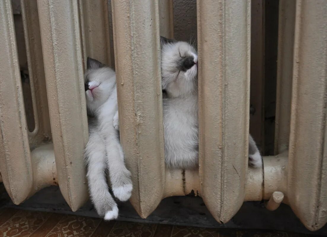 замерзшая квартира. холодно холодно холодно в доме том. что делать если холодно в квартире. холодно холодно холодно в доме том. холодно холодно холодно в доме том.