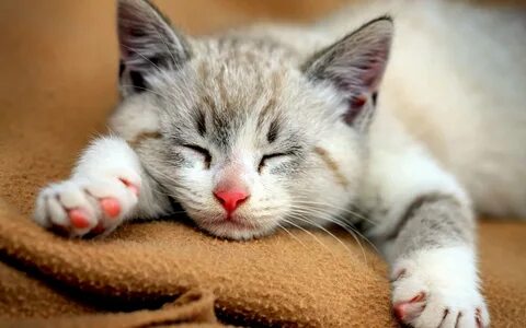 Sleeping Kitten.