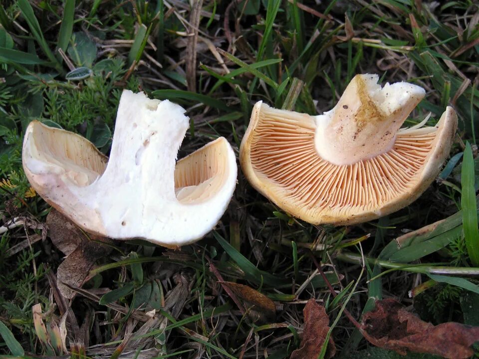 Ядовитые пластинчатые грибы. Несъедобные пластинчатые грибы. Энтолома недоразвитая. Entoloma sinuatum. Пластинчатые съедобные грибы.