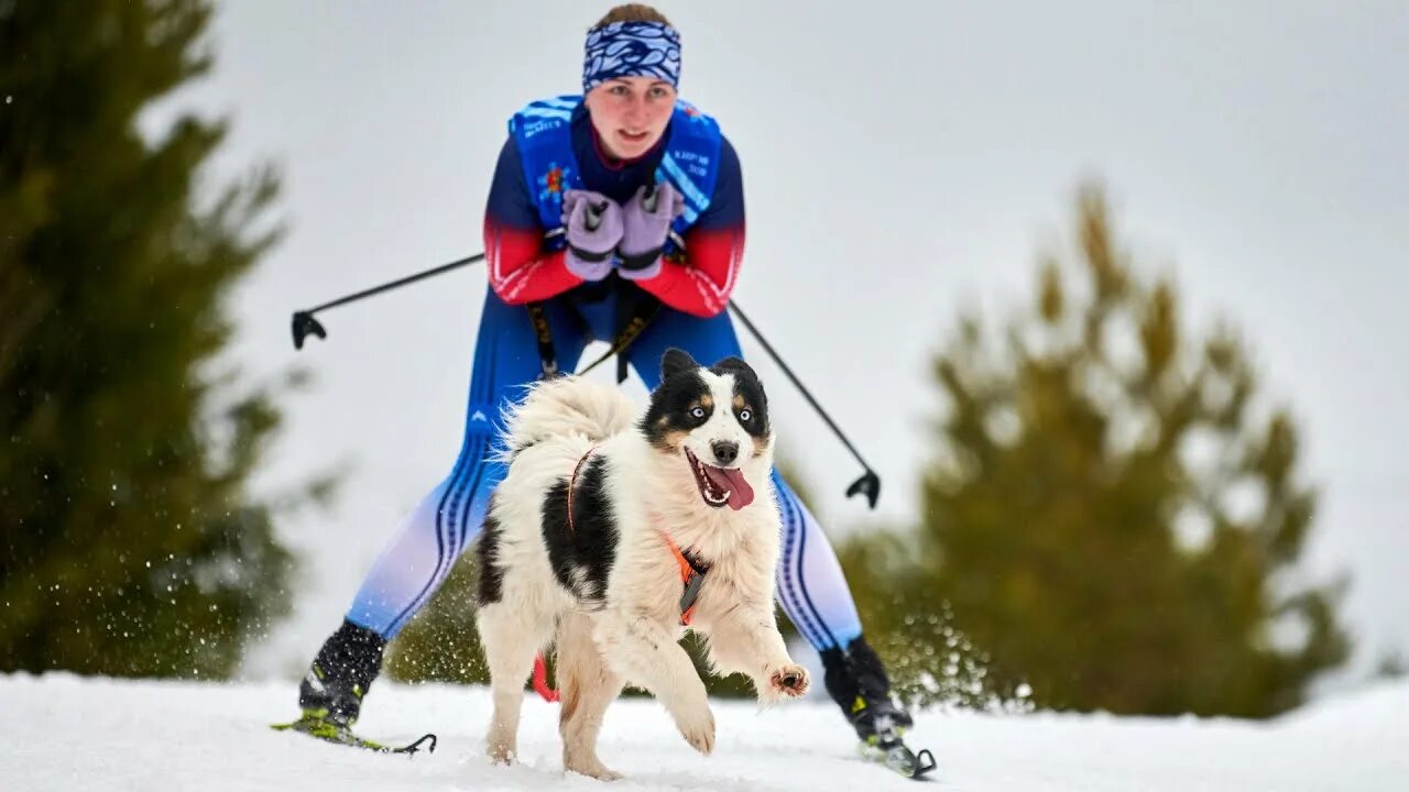 Пулка спорт хаски. Скиджоринг хаски. Скиджоринг хаски. Skijoring is a winter sport where. 2015 скиджоринг ласка фото.