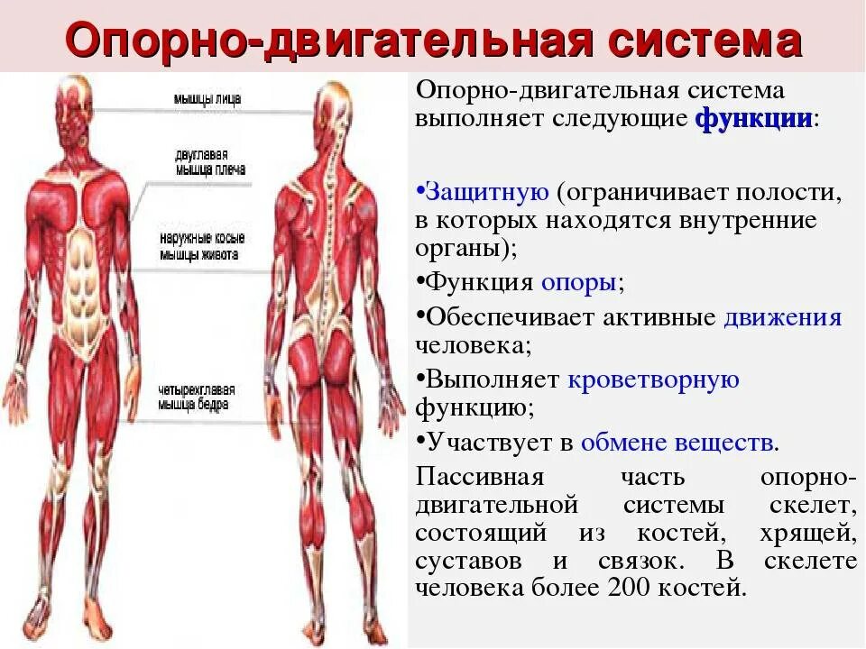 Соединительная мышца. Опорно - двигательная система человека строение органы и функции. Строение опорно-двигательной системы человека (мышечная система).. Функции активной части опорно-двигательной системы. Строение опорно двигательной системы опорные структуры.