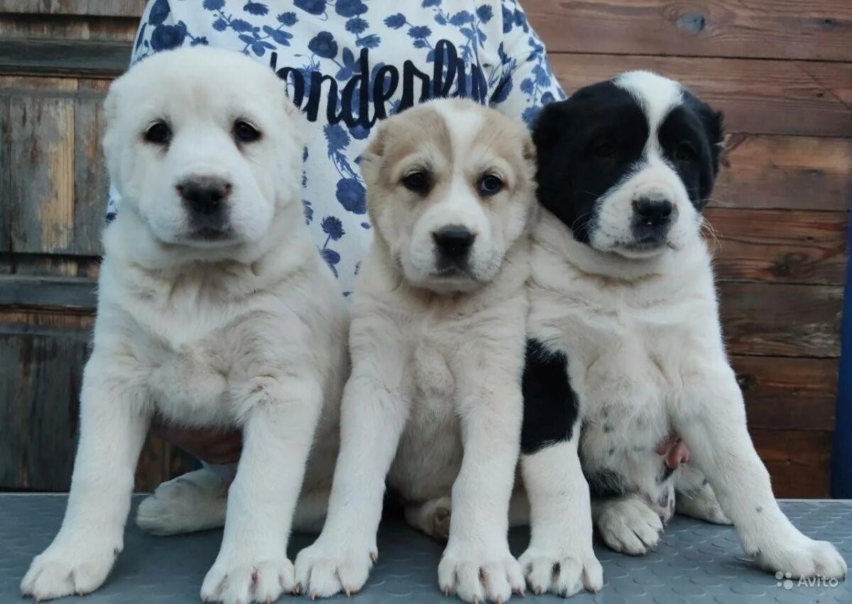 Среднеазиатская овчарка алабай. Алабай щенок. Алабай собака белый. Среднеазиатская овчарка алабай. Стоит щенок алабая.