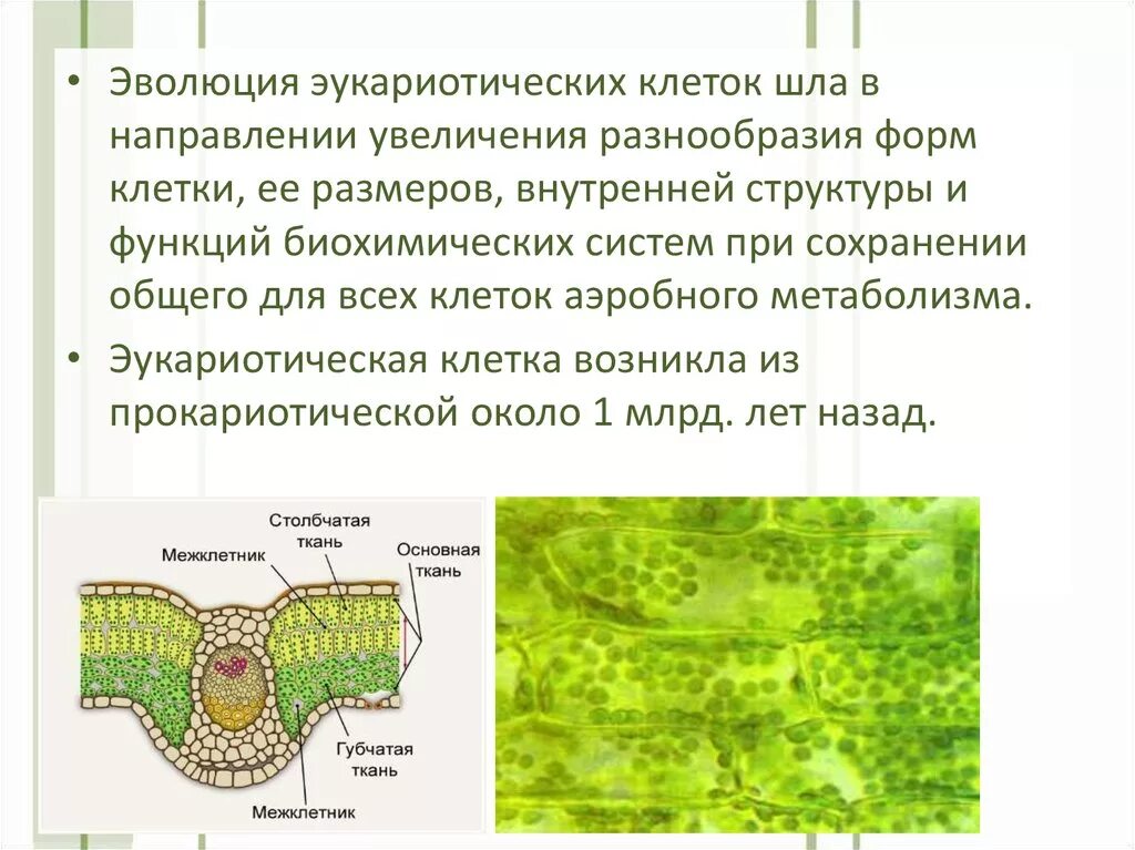 Происходит увеличение количества клеток