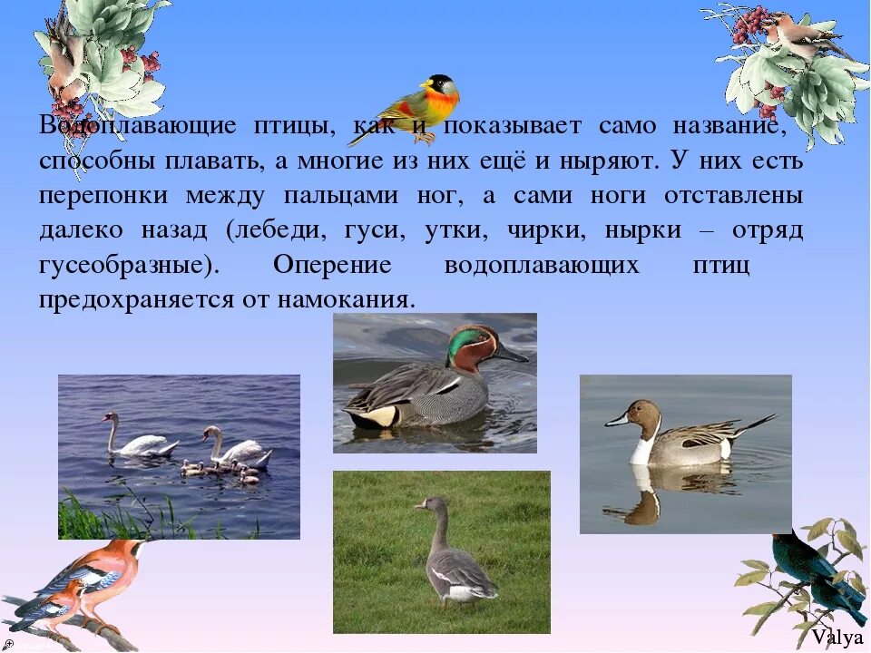 Особенности водоплавающих птиц. Экологическая группа водоплавающие птицы. Водоплавающие птицы представители. Водоплавающие птицы презентация. Образ жизни водоплавающих птиц.